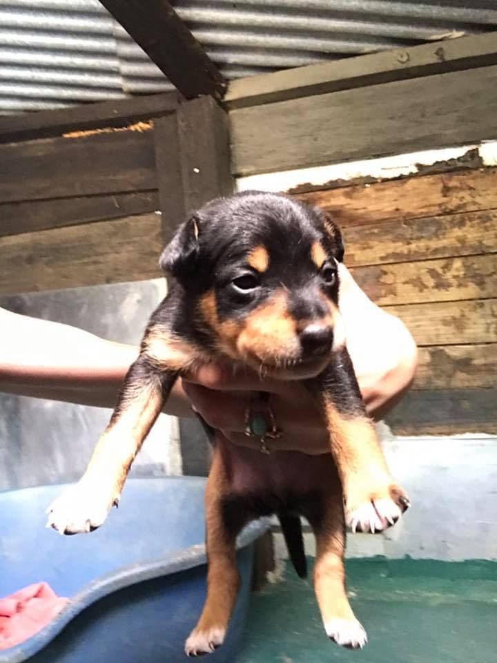PRUNA, MADUIXA I CIRERA ADOPTADES! - Foto 2