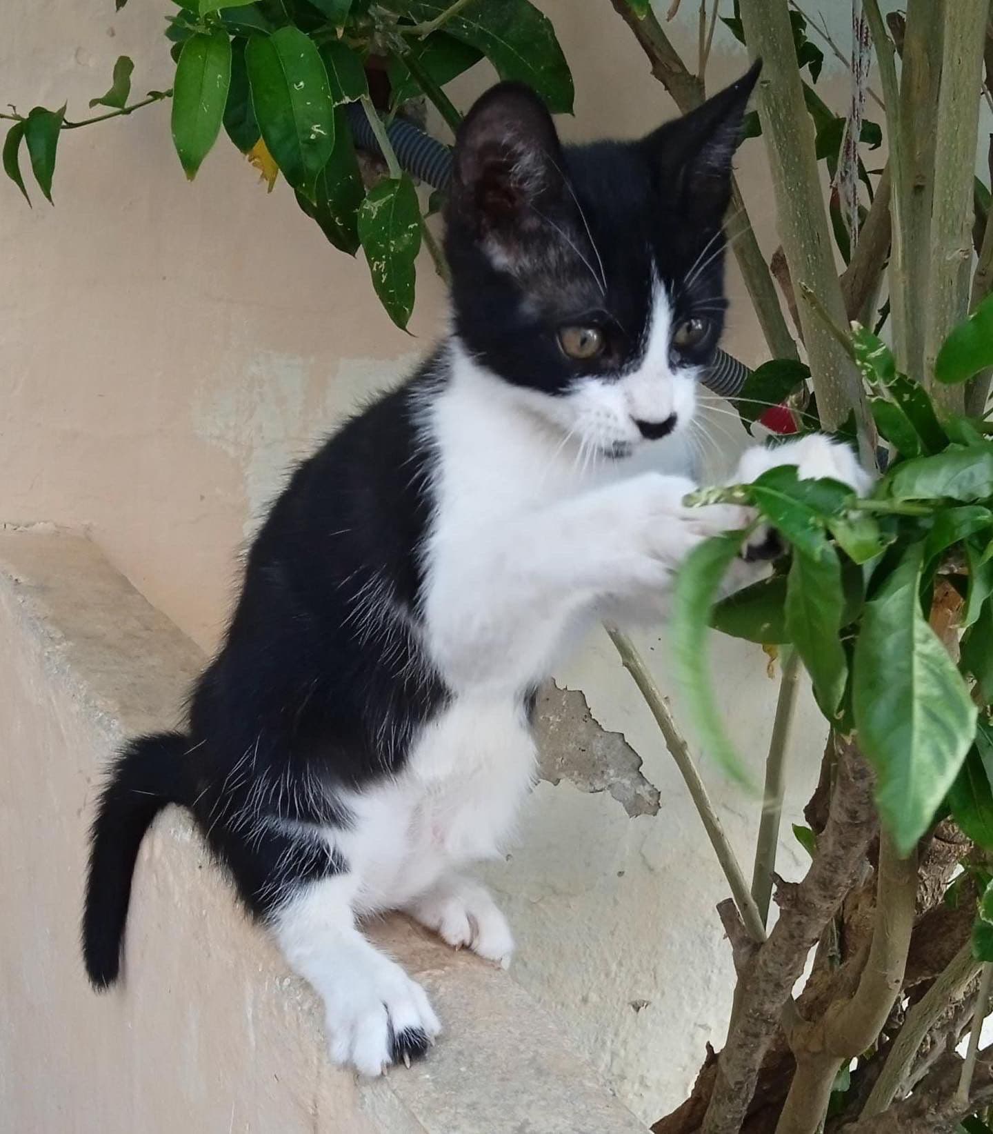 MANOLITO ADOPTADO