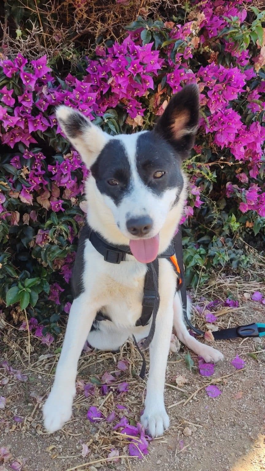 Foto de AIKA
