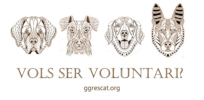 Hazte voluntario!