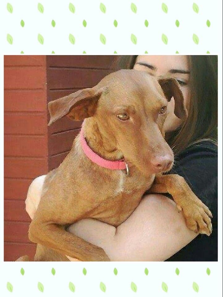 Àfrica adoptada!