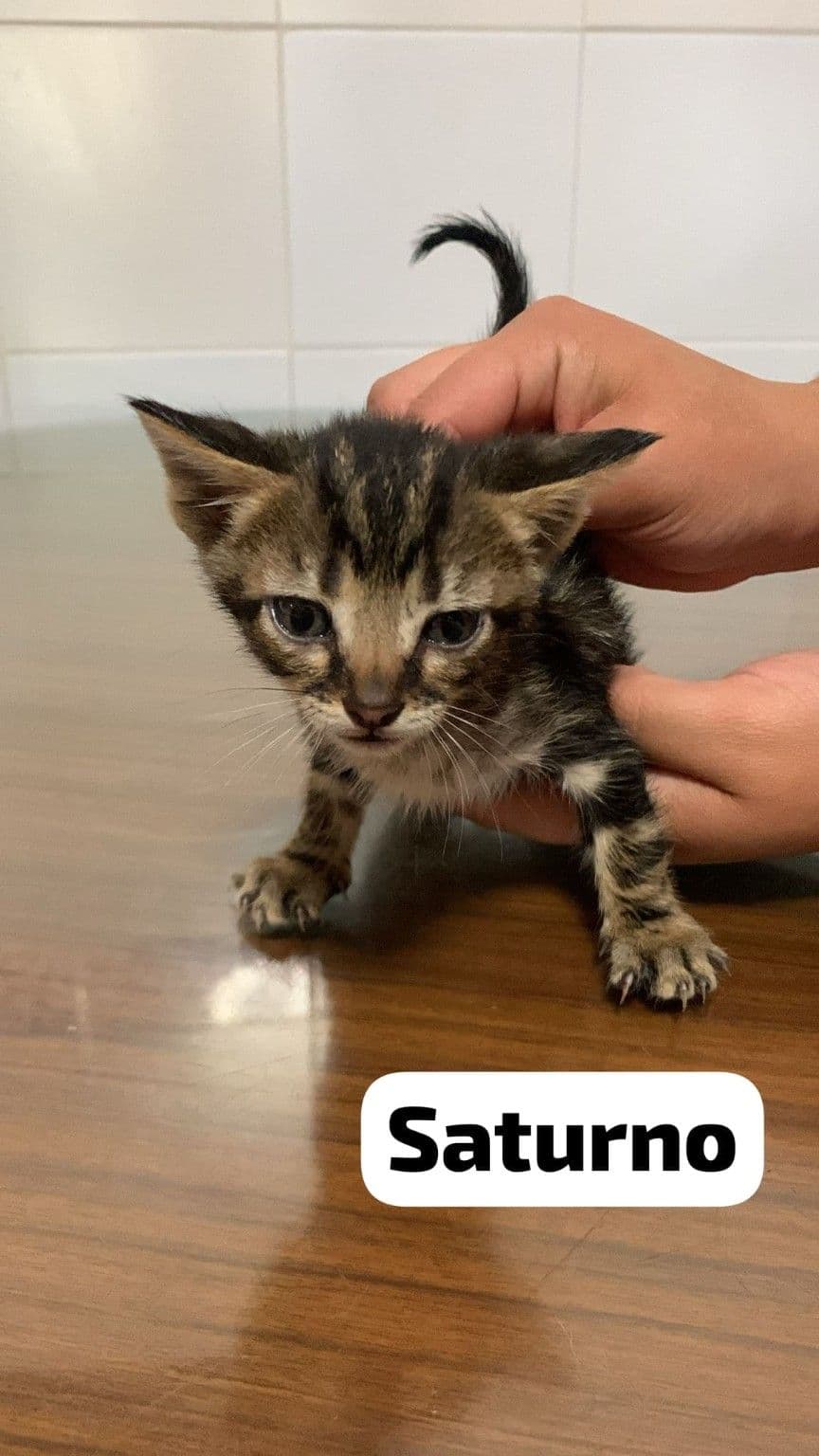 Foto de SATURNO