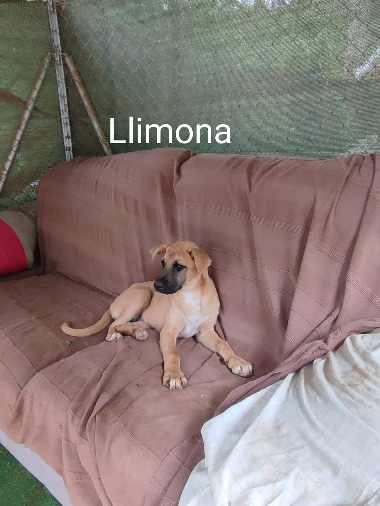 LIMÓN - Foto 3
