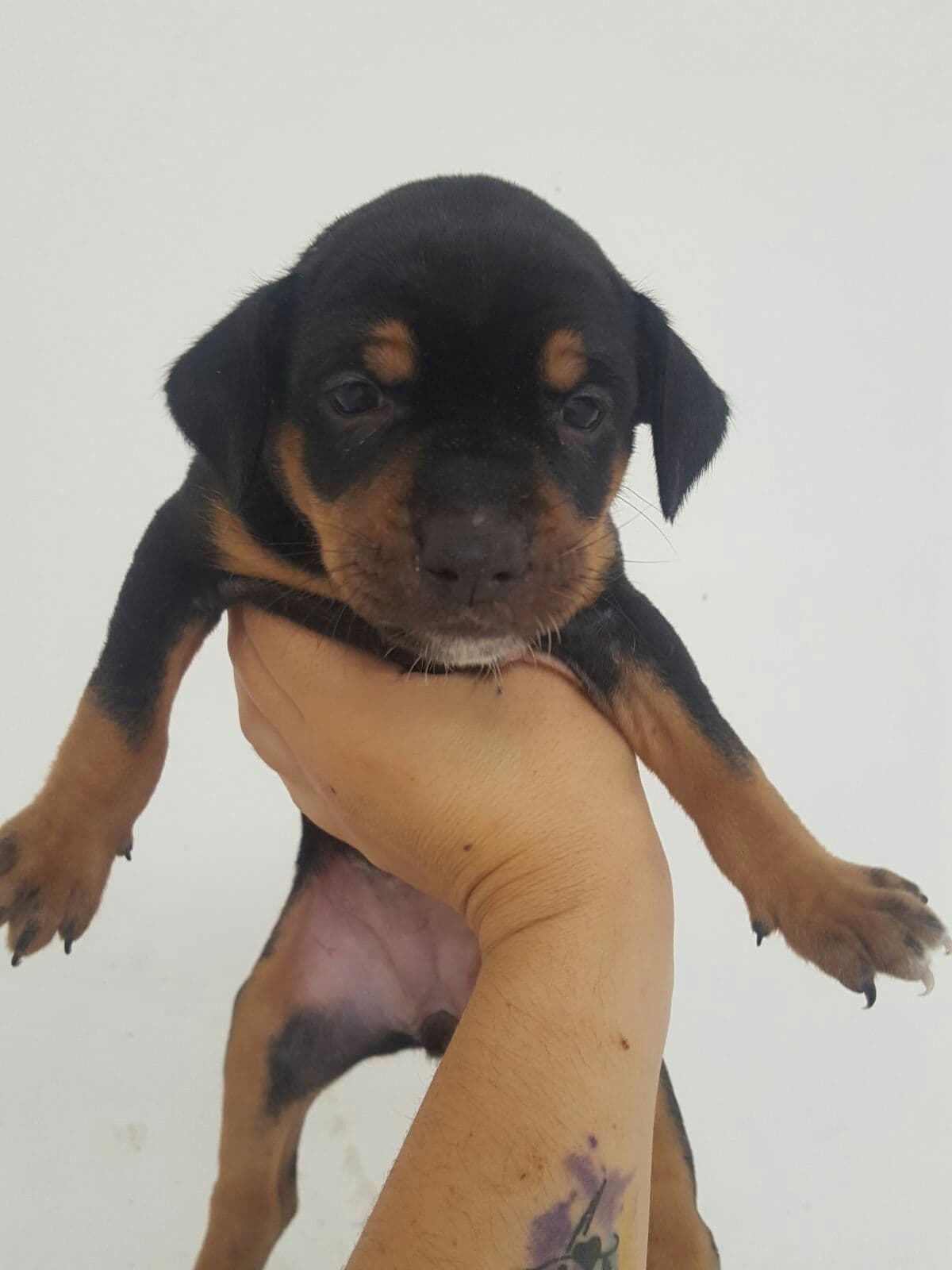 Nugget adoptada!
