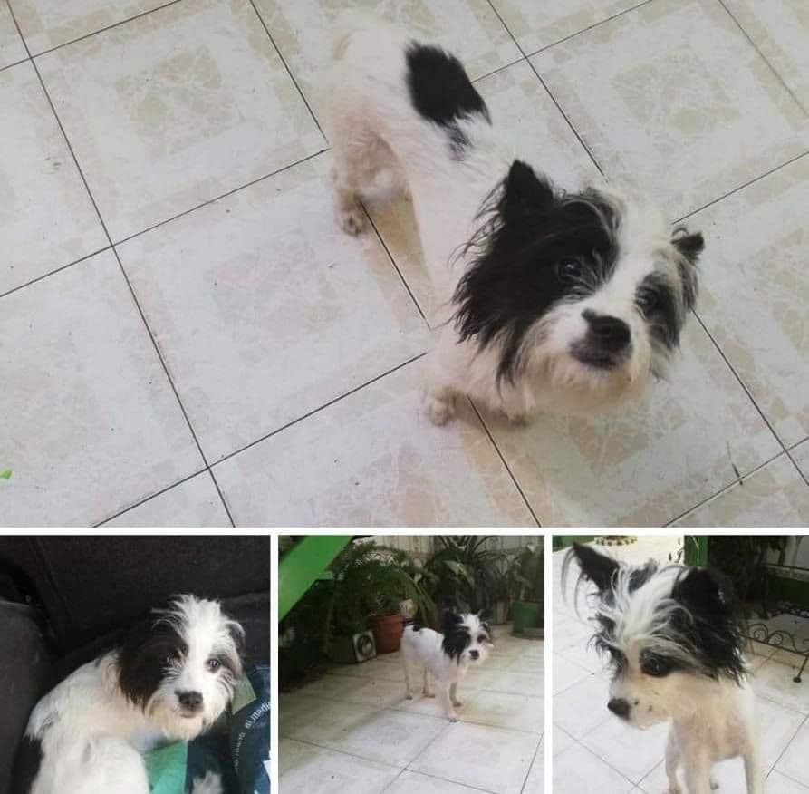 TRIANA ADOPTADA!!! - Foto 2
