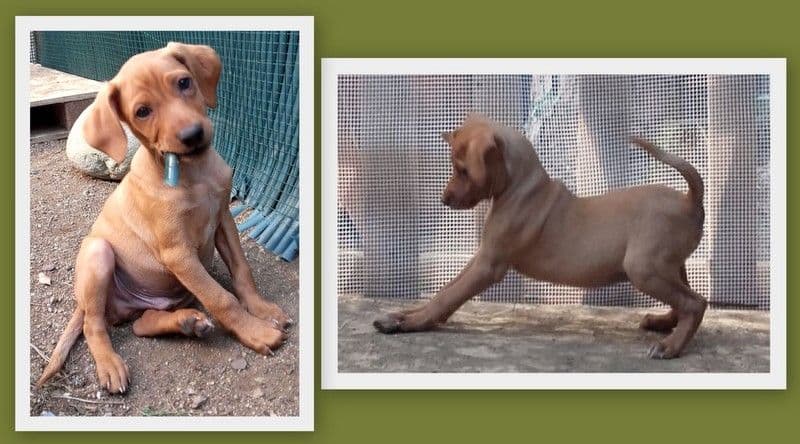 RANDAL ADOPTADO!