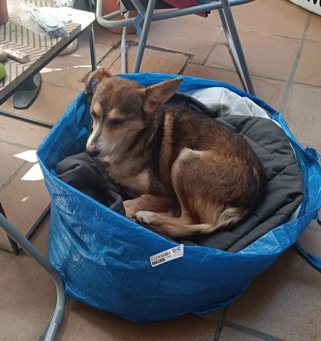 CHIPI ADOPTADO