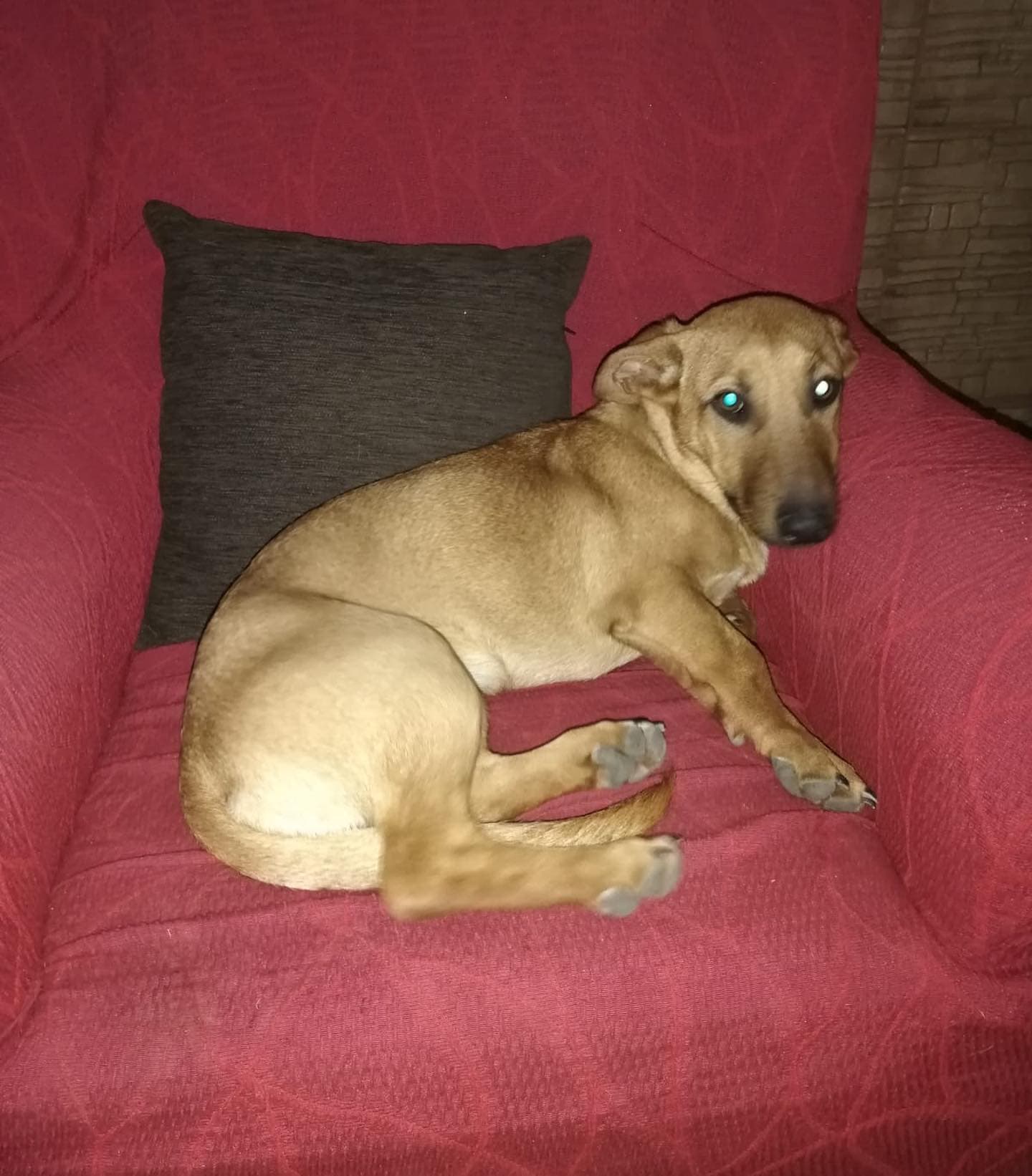 RUMBA ADOPTADA