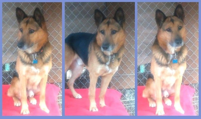 JACK - Foto 2
