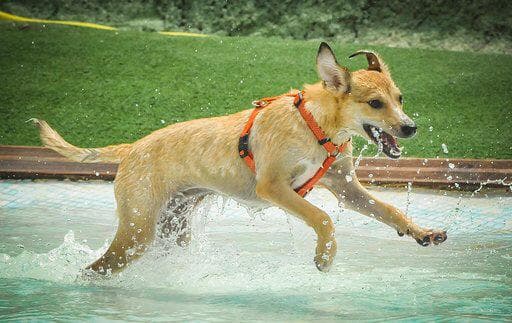 LUA ADOPTADA!!! - Foto 1