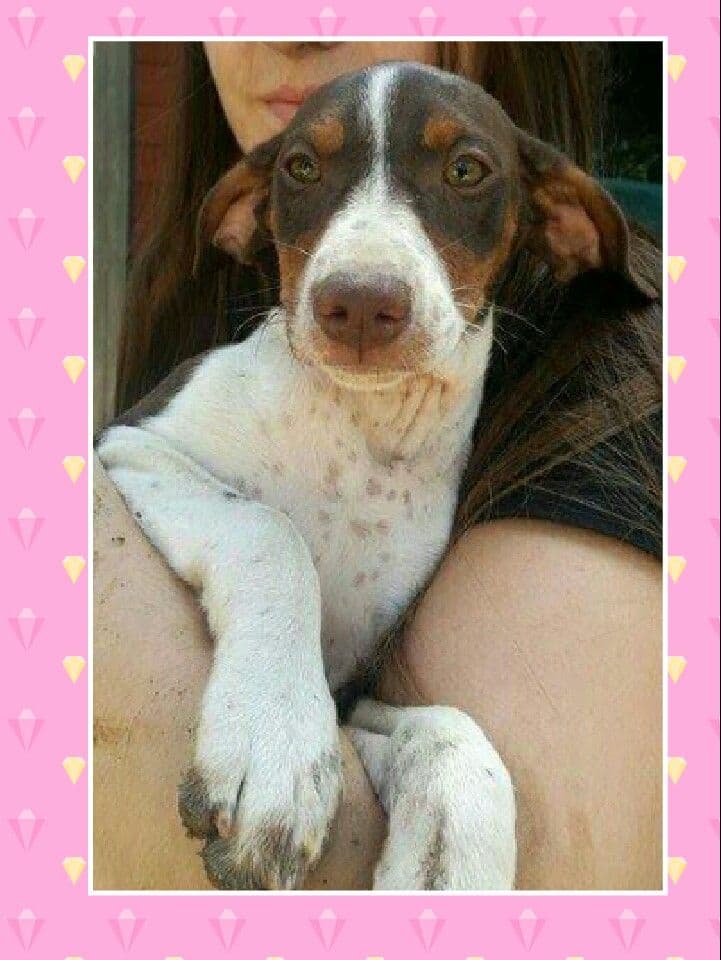 MALI adoptada!