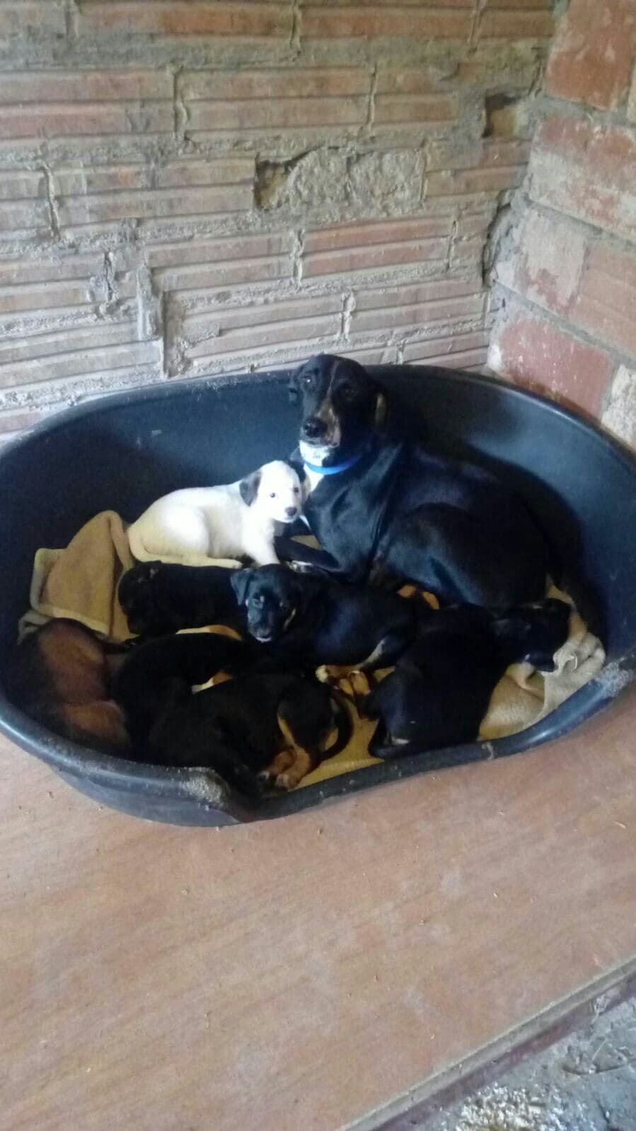 Peques en adopción!