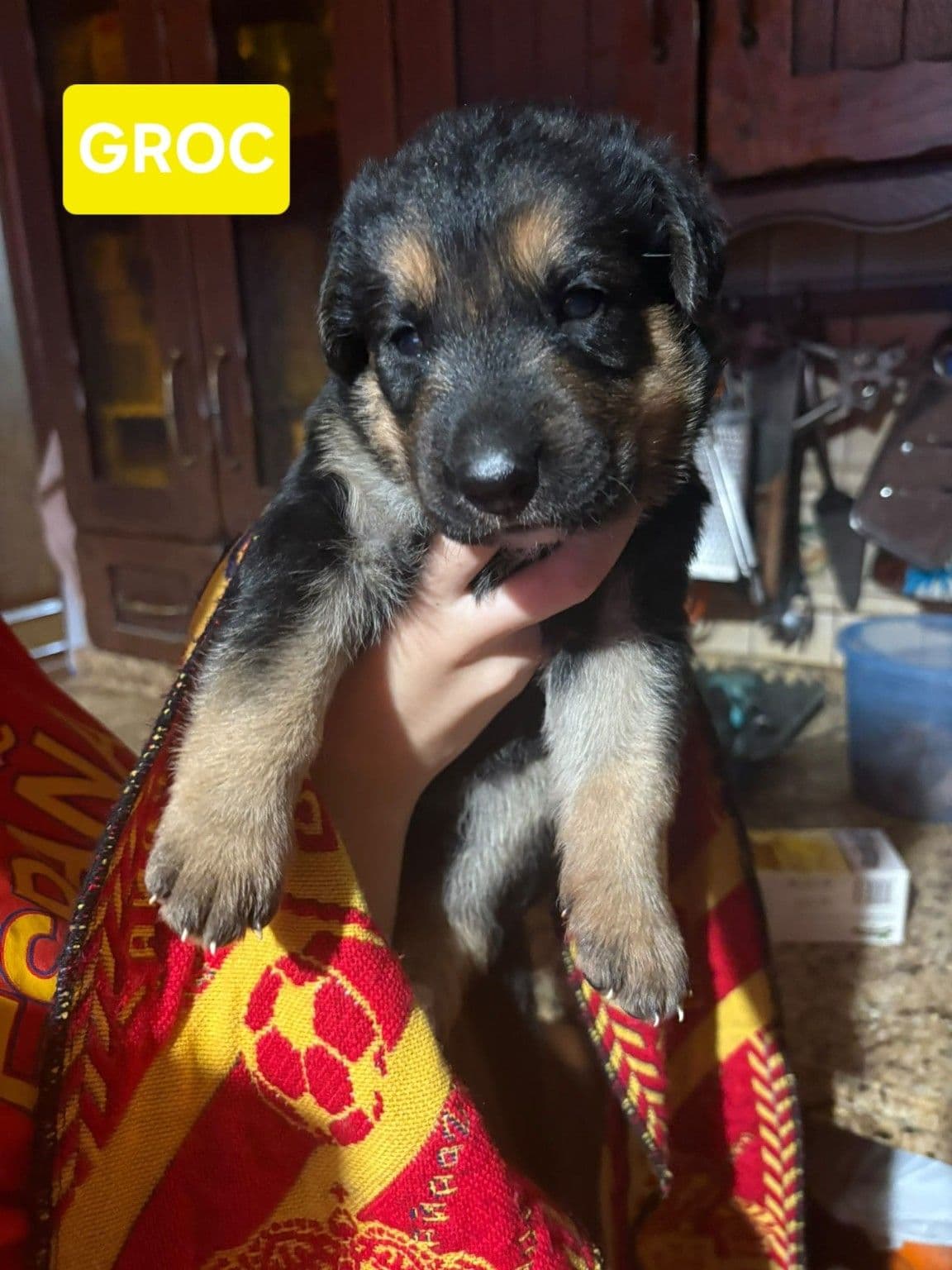 Groc, un cachorro mestizo de pastor alemán
