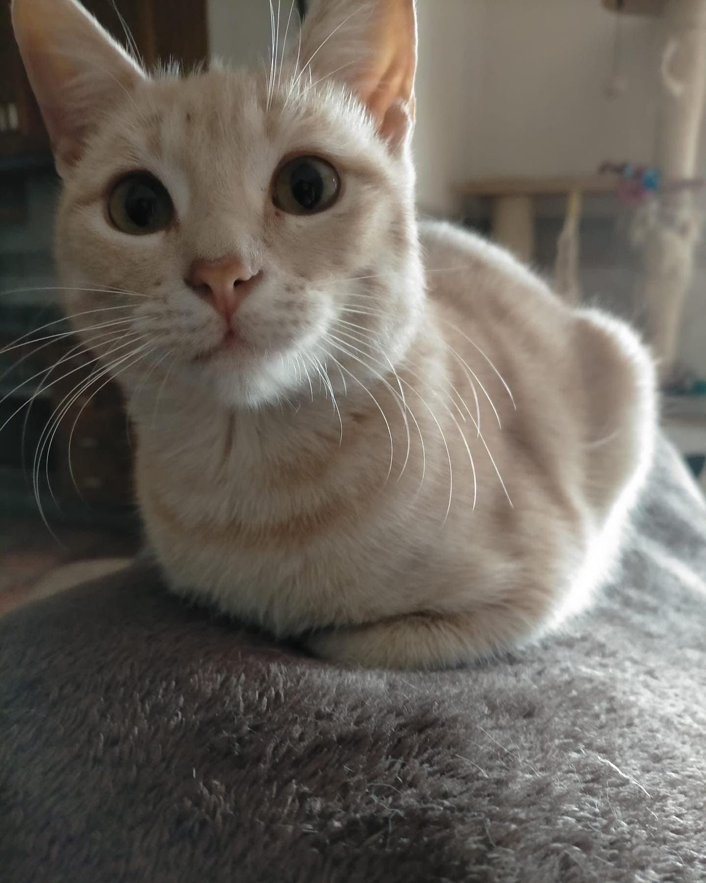MELÓ ADOPTADO