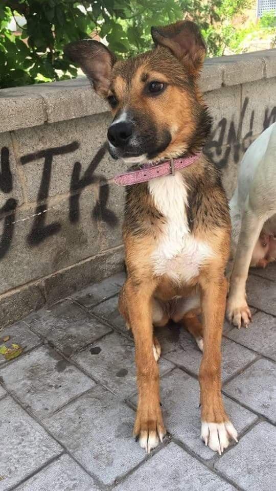 Neska Adoptada!
