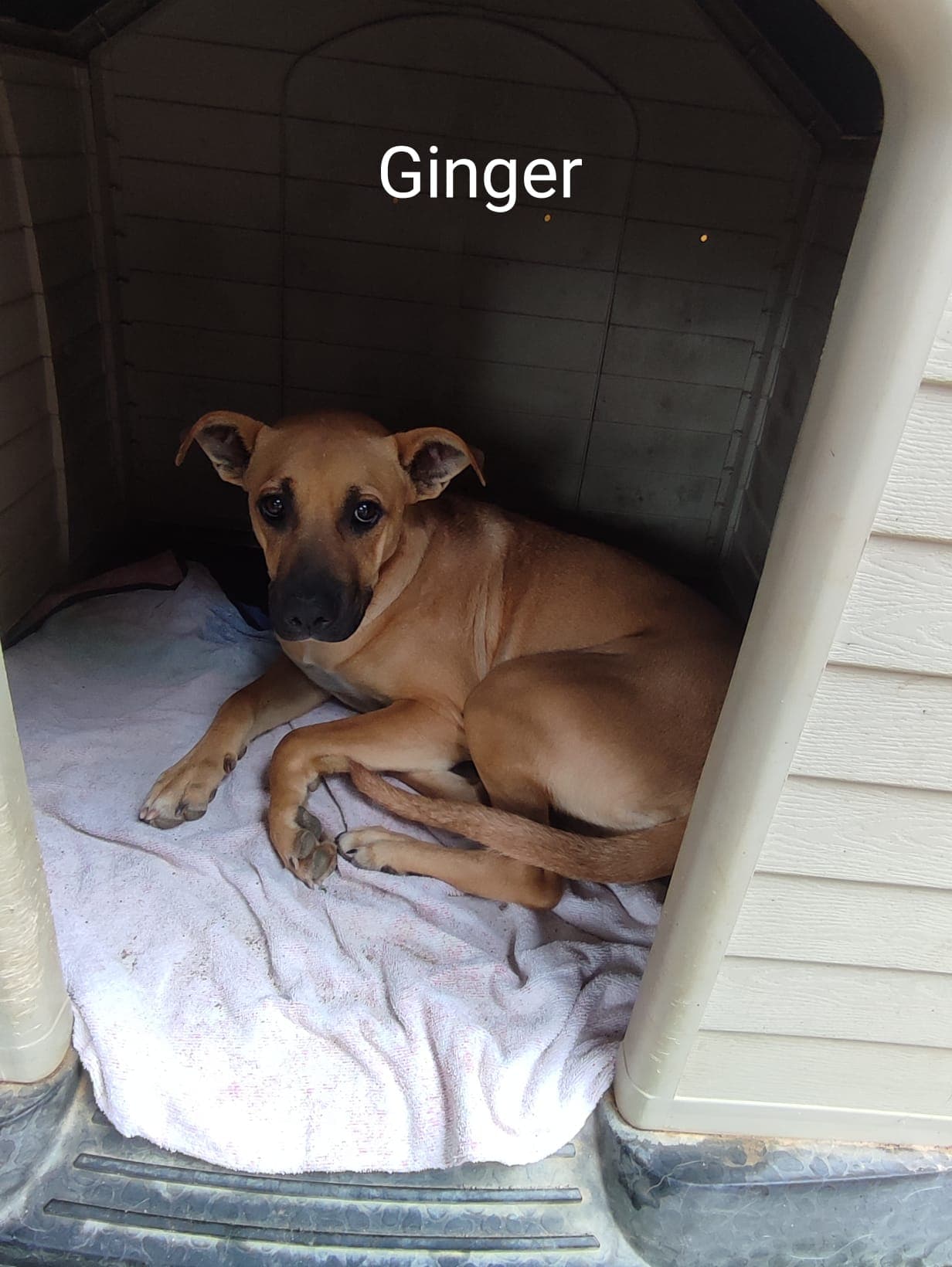 GINGER ADOPTADA - Foto 2