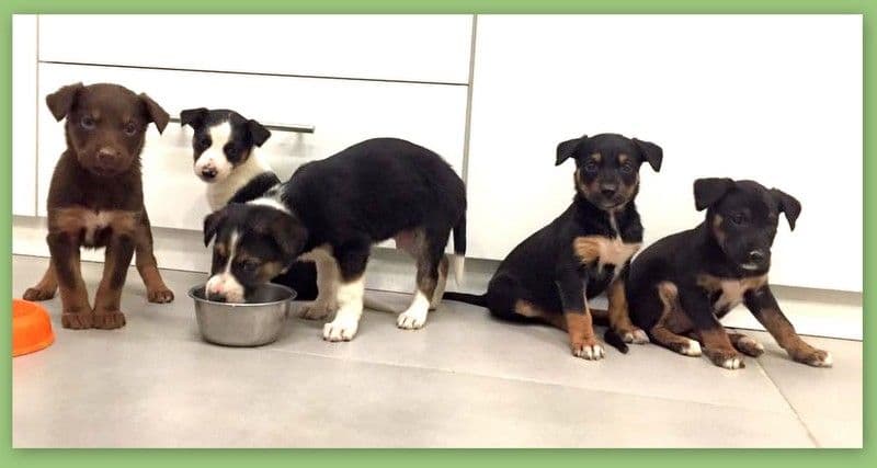 Buscan familia!