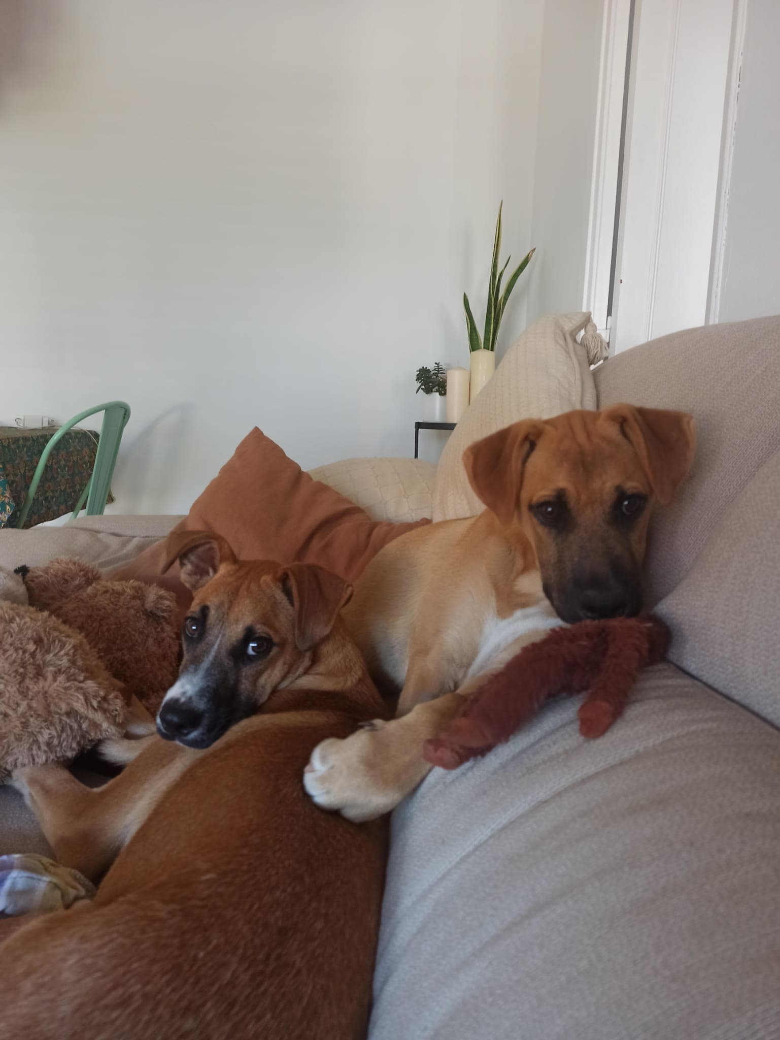 MANDARINA EN ADOPCIÓN