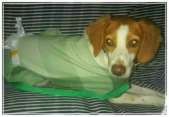 DAKOTA adoptada!