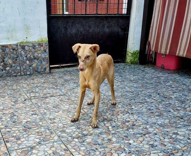 ESTEL ADOPTADA - Foto 1