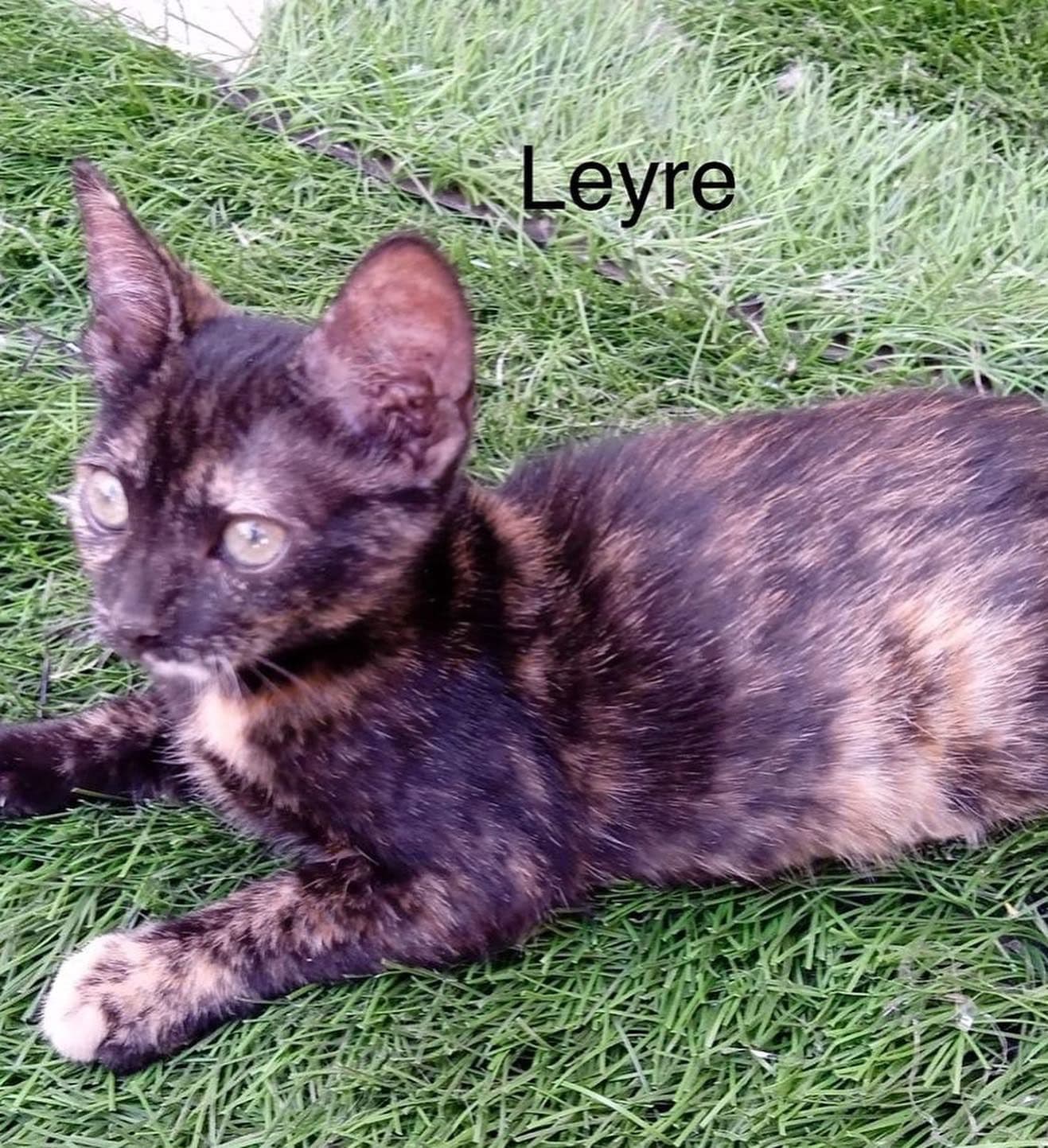 LEYRE ADOPTADA