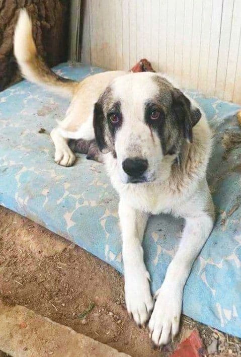 Xena adoptada!