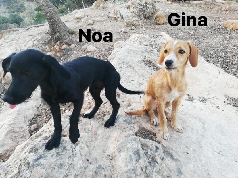 Noa i Gina adoptadas!