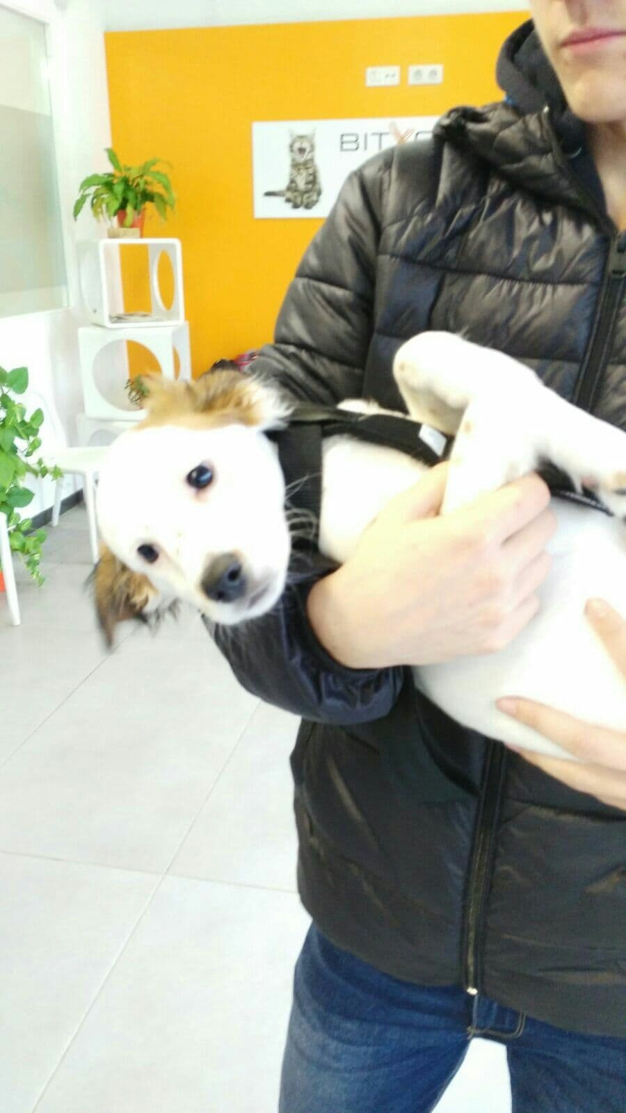 Blacky adoptado!