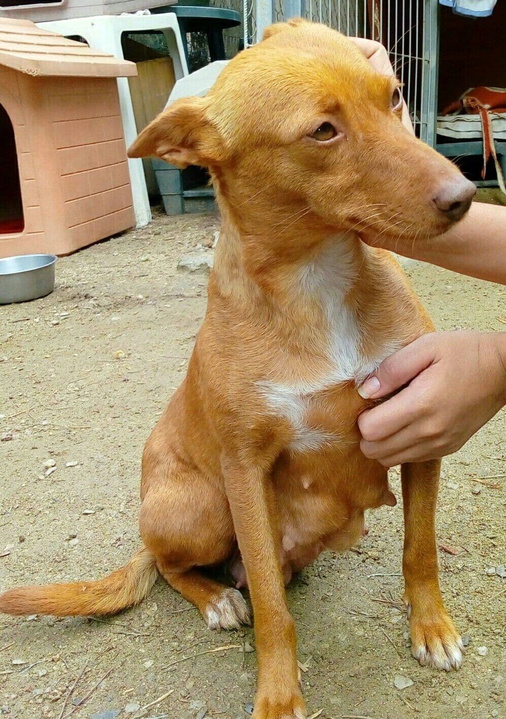 COOKIE adoptada!
