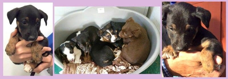 NAIA adoptada!