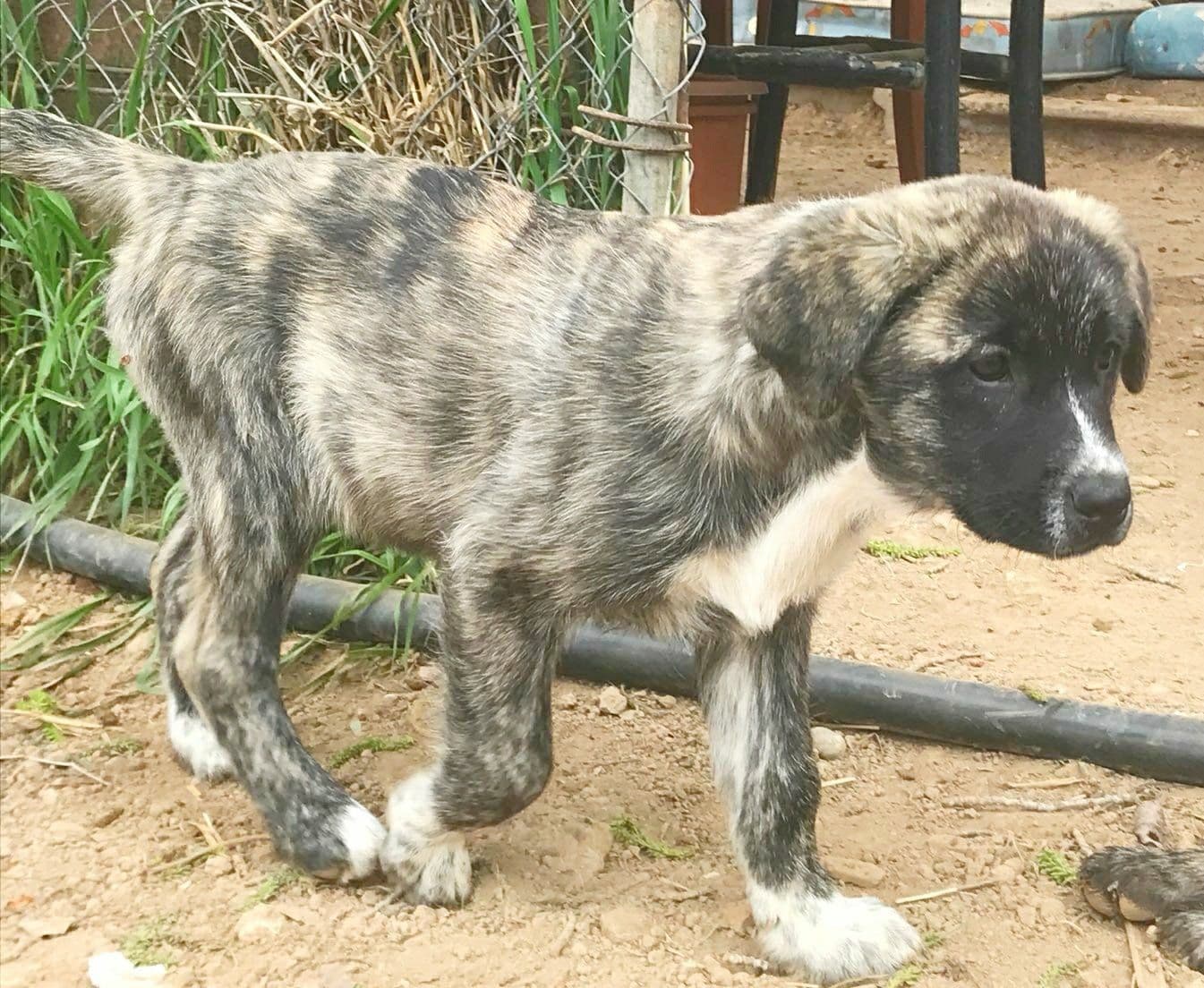 Kira adoptada!