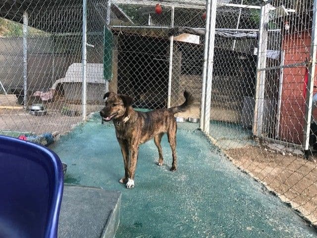 BOSNIA ADOPTADA!!!