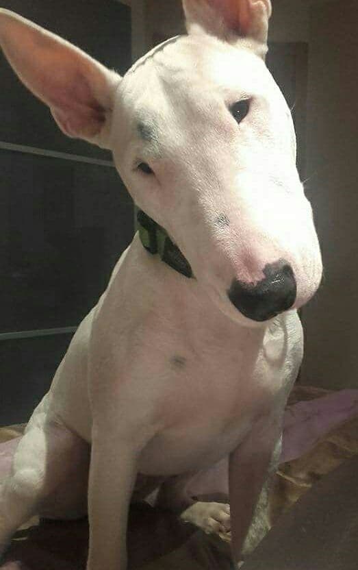 NILO adoptado!