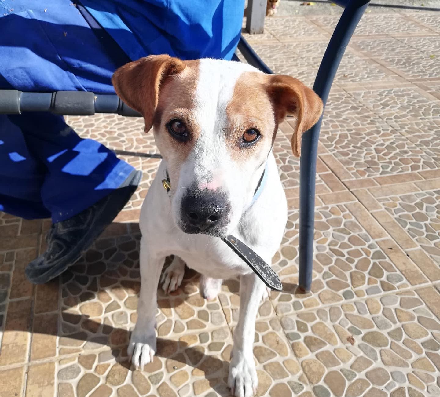 PANCHO - Foto 1