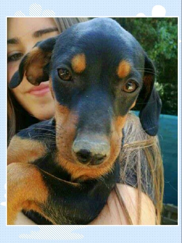 CONGO adoptado!