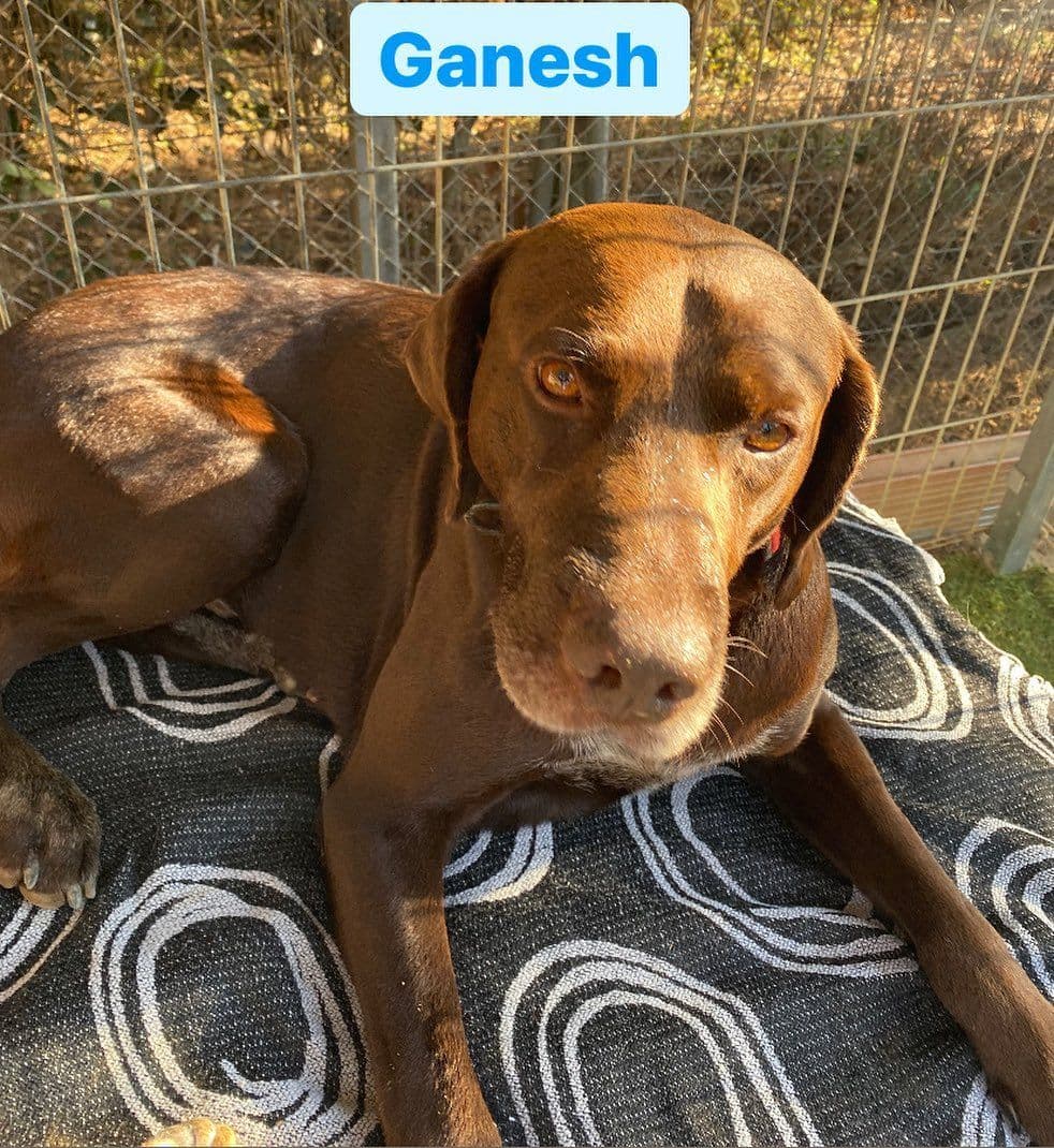GANESH ADOPTADO