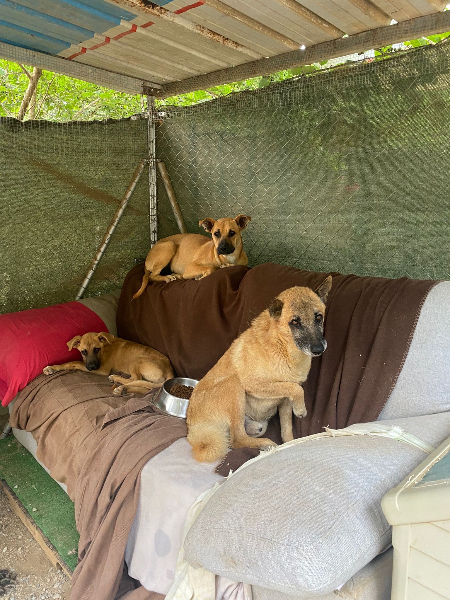FESTUC EN ADOPCIÓN