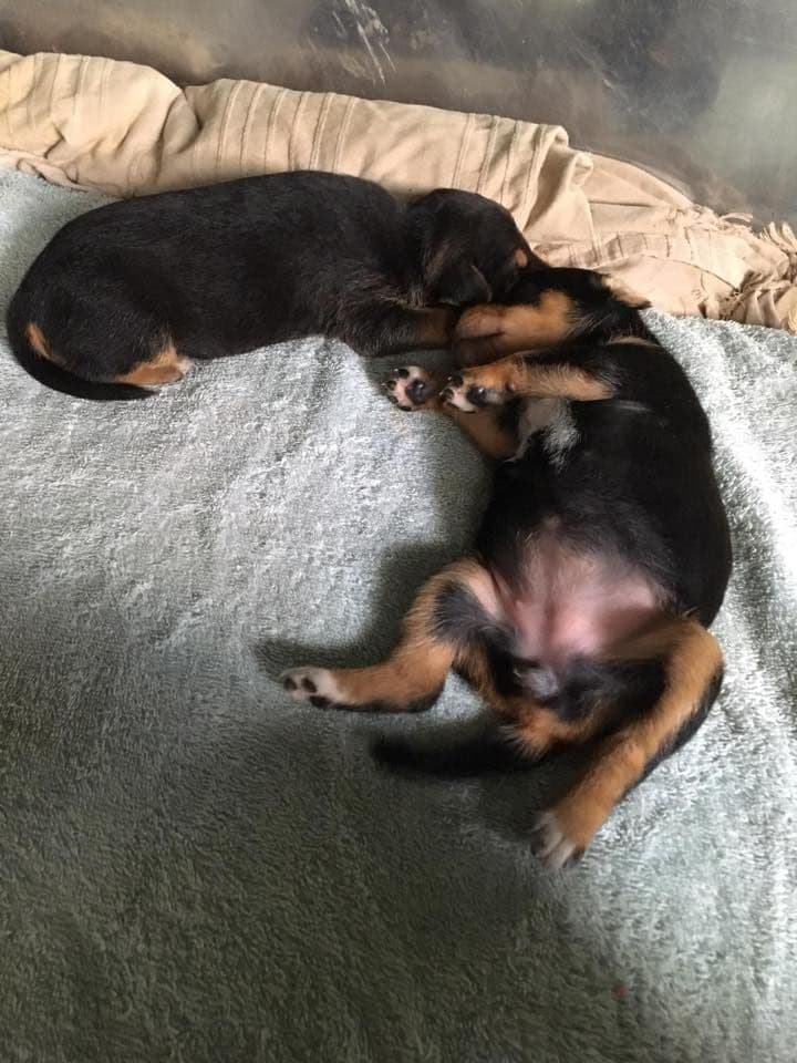 PRUNA, MADUIXA I CIRERA ADOPTADES! - Foto 4
