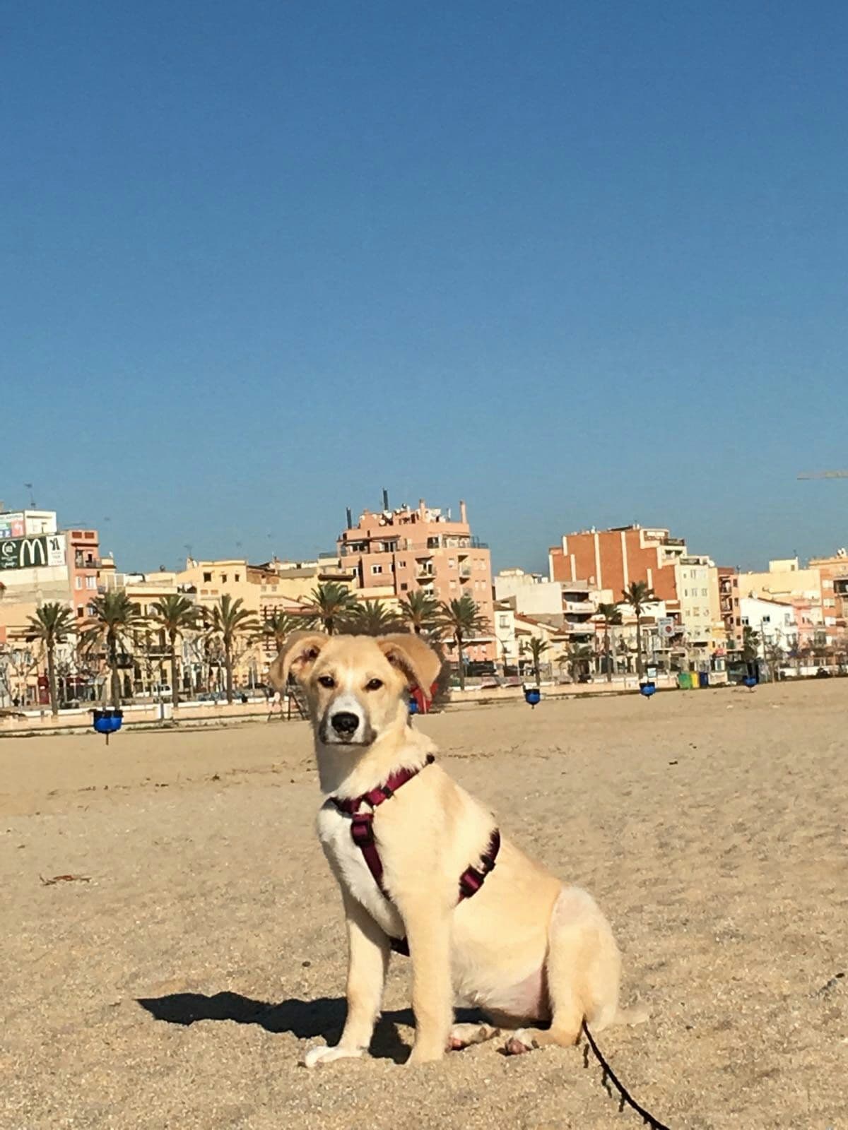 Libia adoptada!
