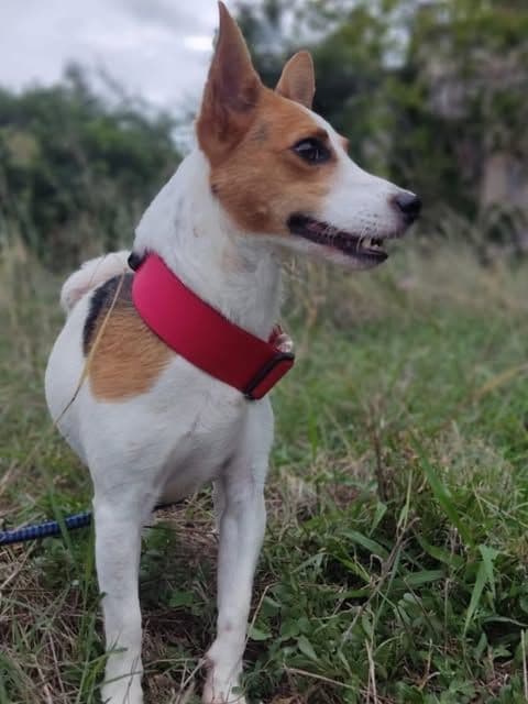 Adoptaraaaaaa !!!!!!✅✅✅✅✅✅✅✅✅✅✅✅✅✅✅✅✅✅✅ ACOGIDA URGENTE PARA KENIA...