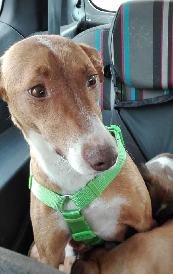 SHARK (ARA PEPA) ADOPTADA!!!!