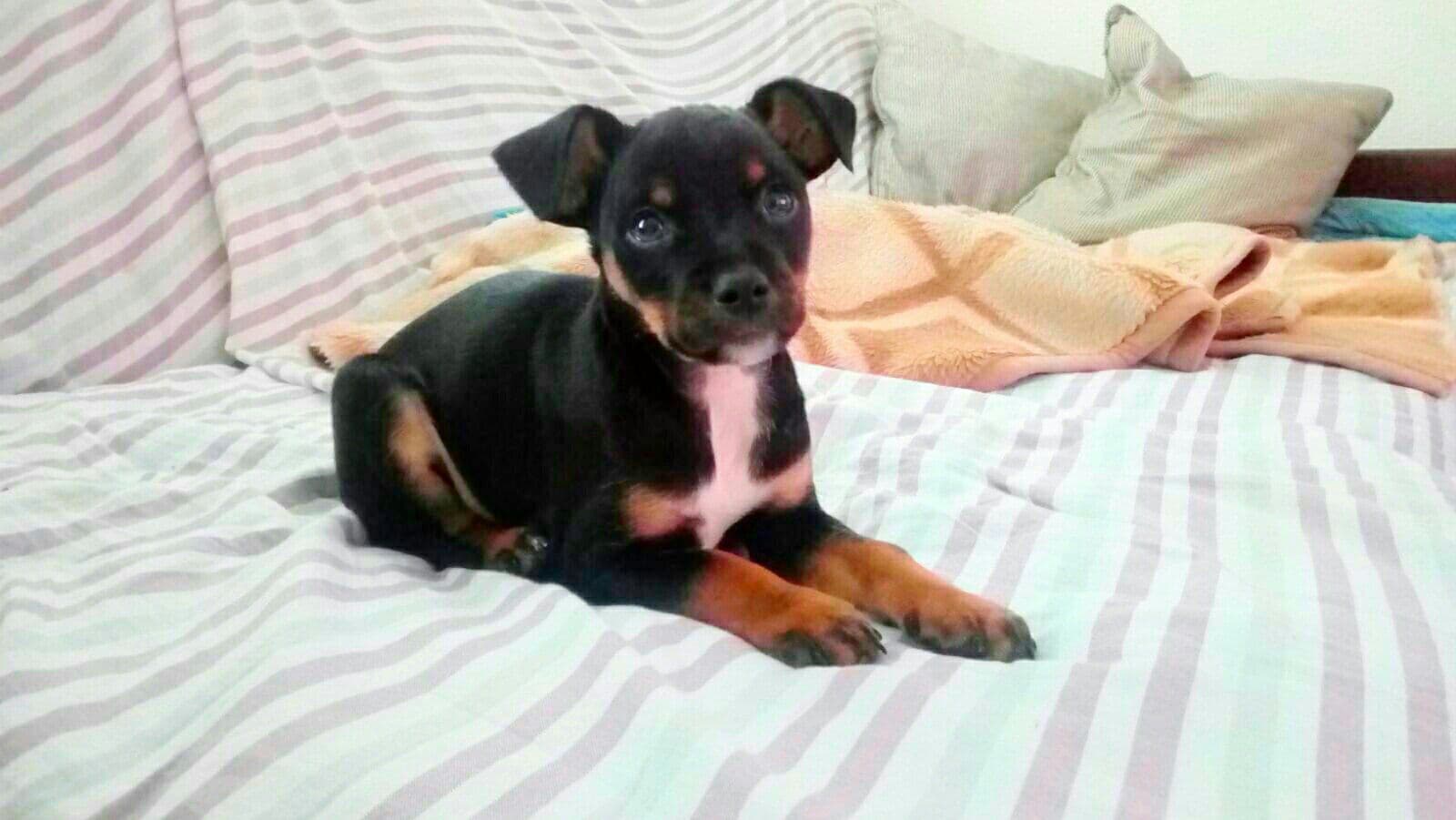 Goffy adoptado!