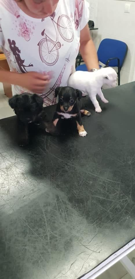LOS 3 ADOPTADOS!!!!