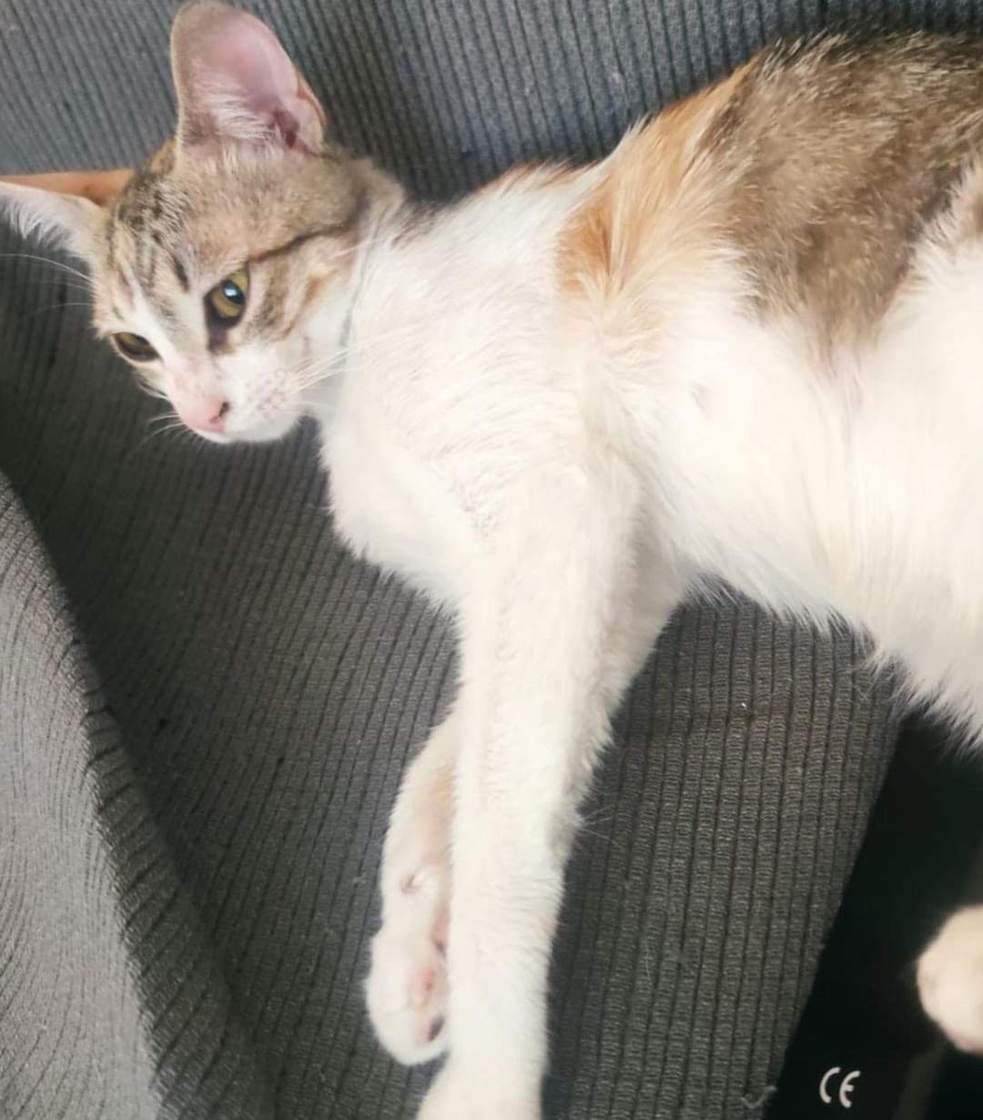 LINDA ADOPTADA