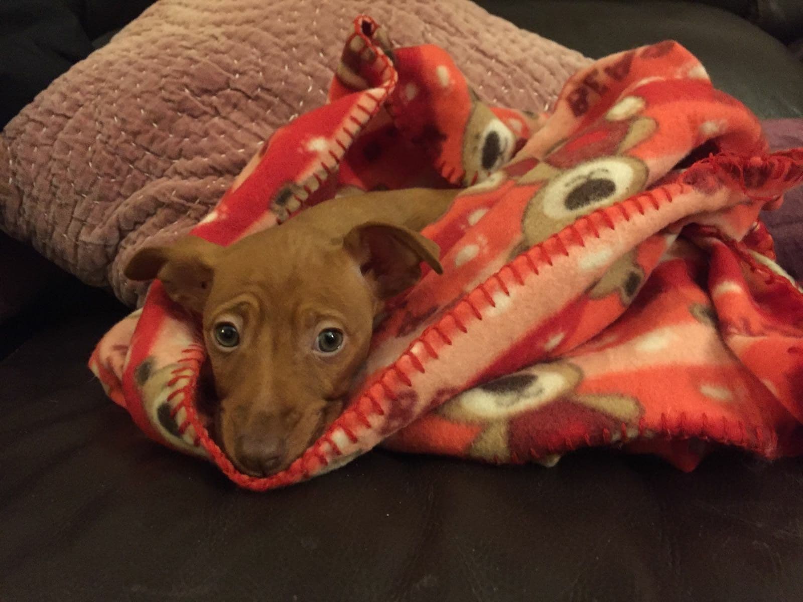 Muffin adoptada!