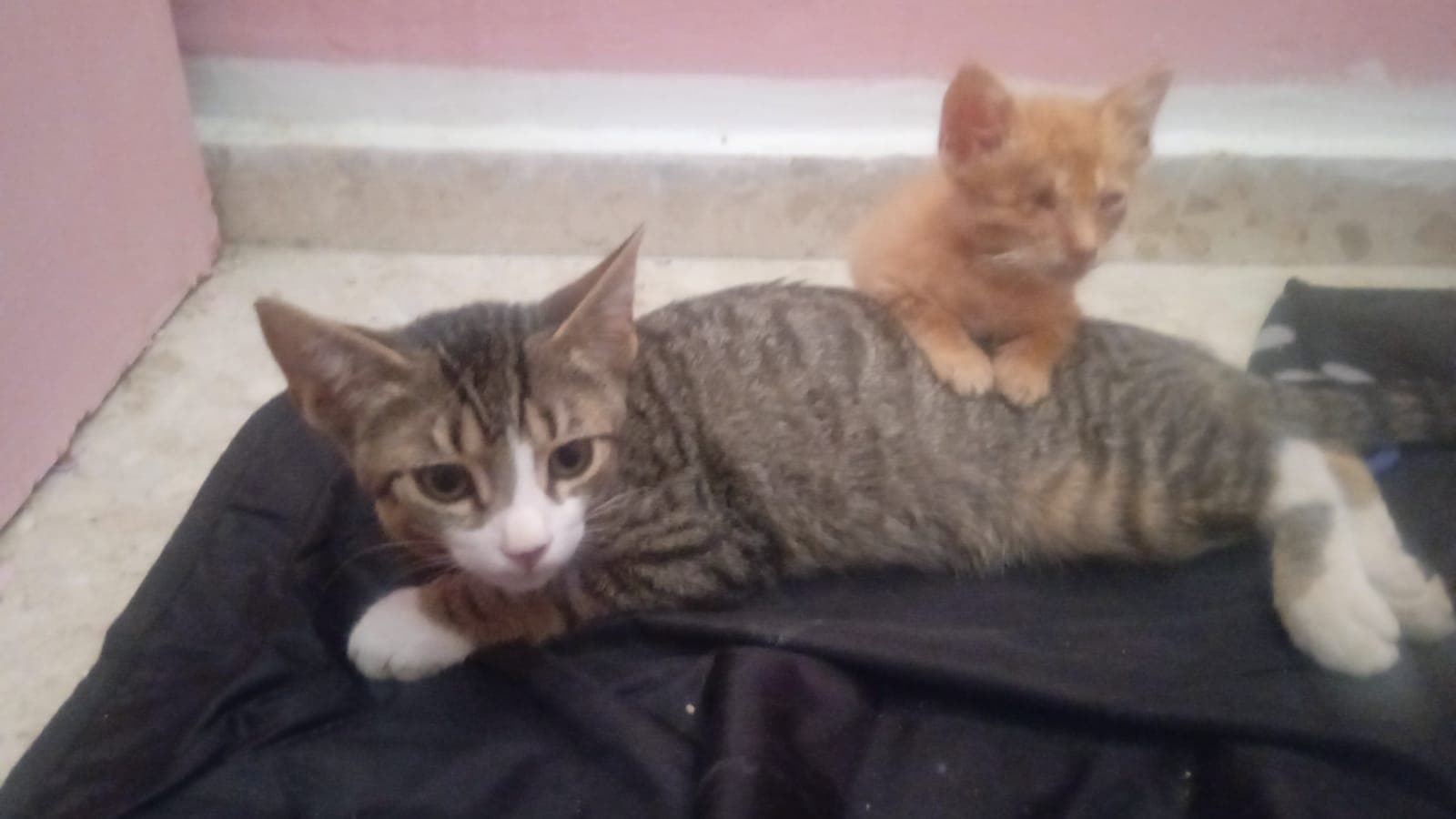 GATITOS EN ADOPCIÓN