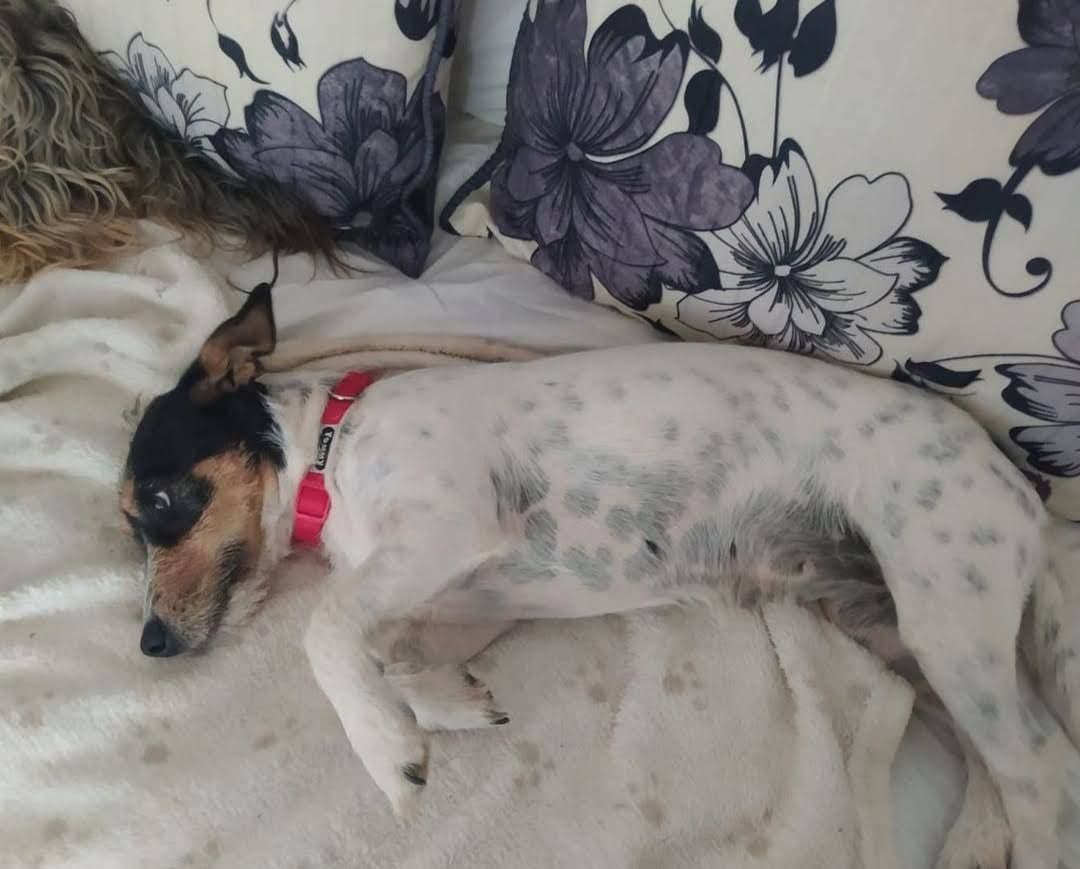 VELA ADOPTADA - Foto 1