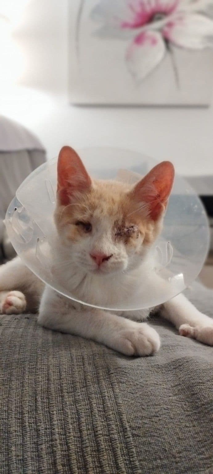 Foto de MILO