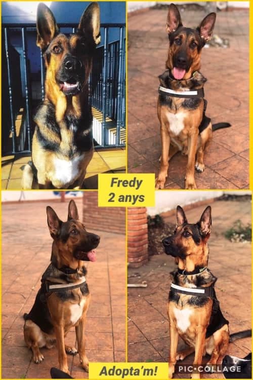 FREDY ADOPTADO!!! Sé feliz precioso!