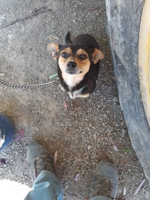 Tina 🐶 ✅✅✅✅está adoptada!!!✅✅✅✅✅🐶🩷🩷🩷🩷🩷🩷
Aquesta gosseta tan...